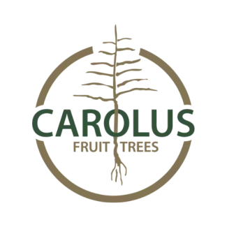 Carolus Trees logo
